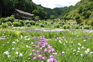 柳生花菖蒲園