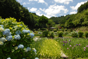 柳生花しょうぶ園