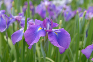 柳生花菖蒲園