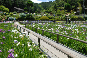 柳生花菖蒲園