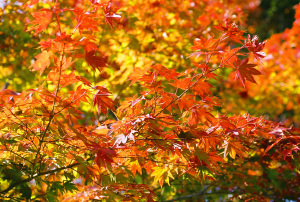 芳徳寺