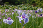 Yagyu flower iris garden