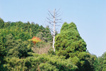 Jyubei Japanese Cedar